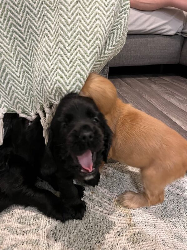 Cocker Spaniel puppies for sale in Banff, Banffshire – 6 weeks old - Image 3 of 3