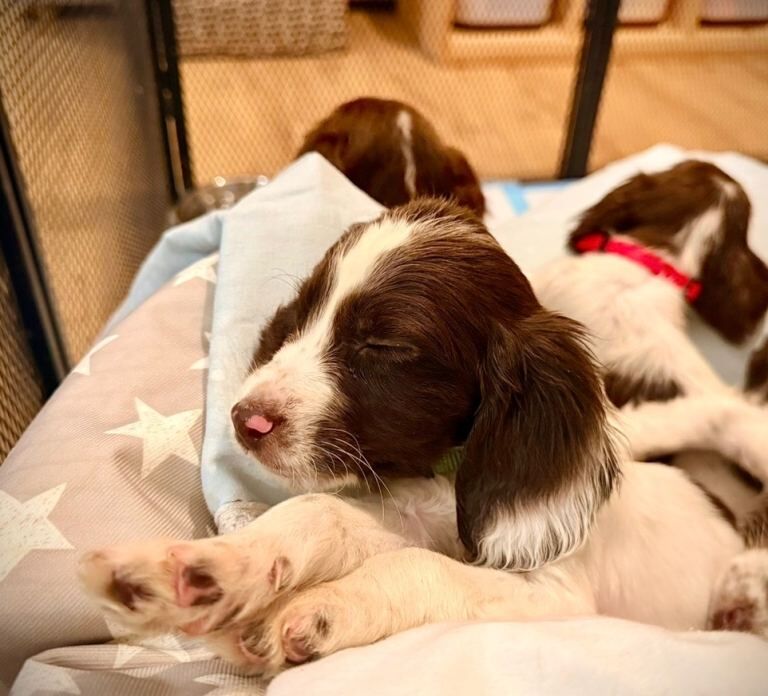 Cocker Spaniel Puppies ready for their Forever Home