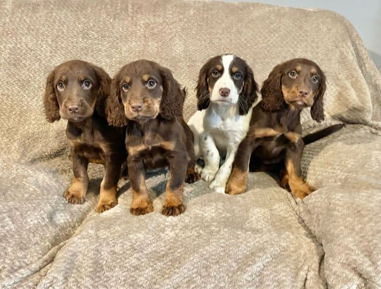 Cocker Spaniel Puppies Ready Now for sale in Norwich, Norfolk