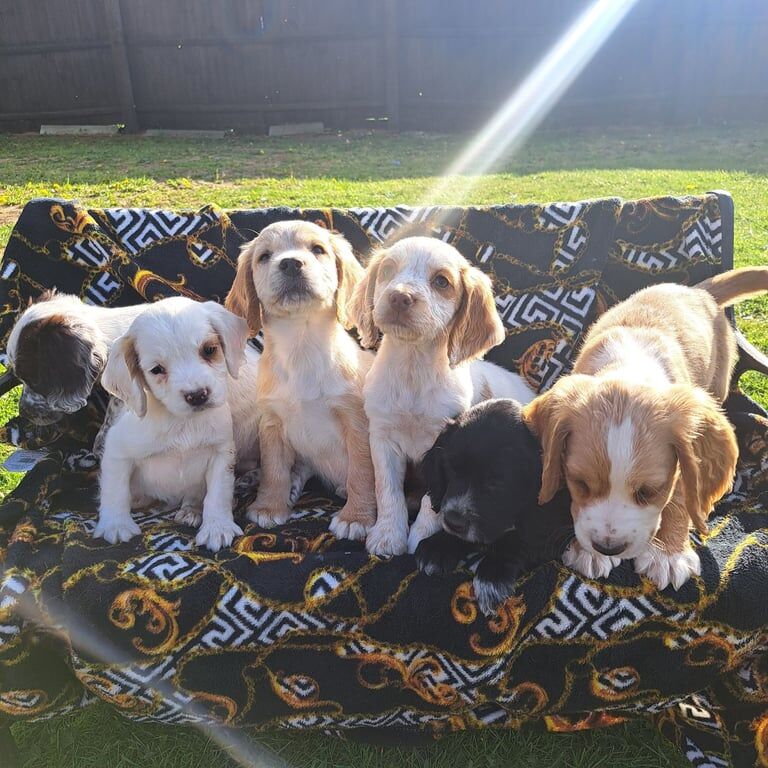 Cocker Spaniel Puppies For Sale
