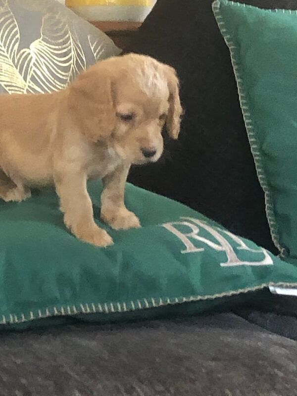 Cocker spaniel puppies READY NOW for sale in Selkirk, Roxburgh, Ettrick and Lauderdale