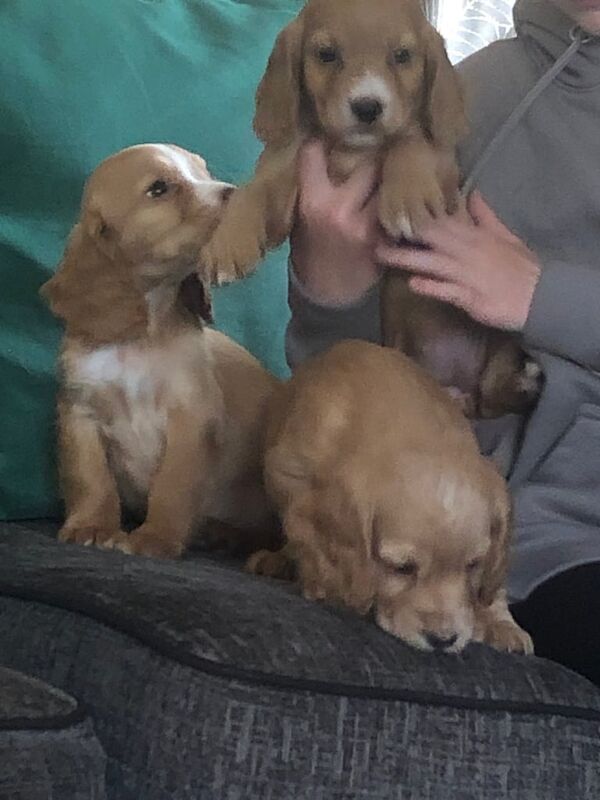 Cocker spaniel puppies READY NOW for sale in Selkirk, Roxburgh, Ettrick and Lauderdale | Image 2