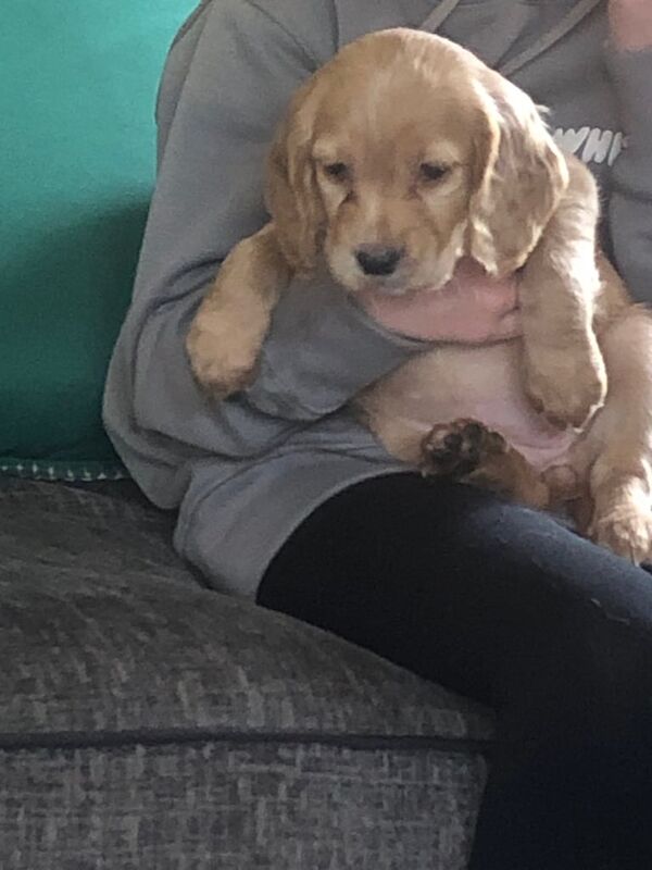 Cocker spaniel puppies READY NOW for sale in Selkirk, Roxburgh, Ettrick and Lauderdale | Image 3