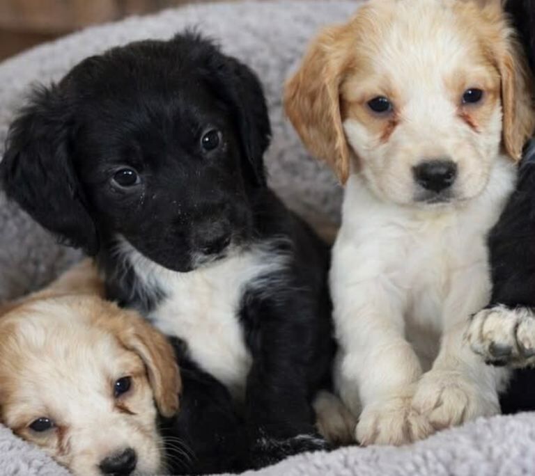 Cocker Spaniel puppies for sale in Tilbury, Essex – 8 weeks old