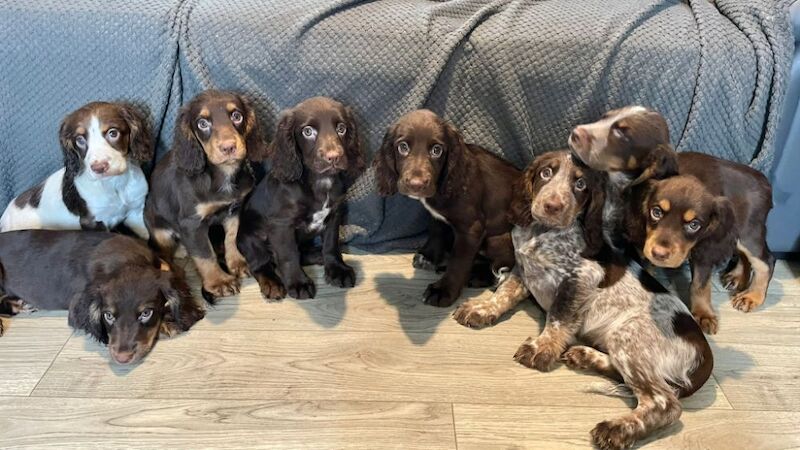 Cocker Spaniel Puppies Ready Now for sale in Norwich, Norfolk