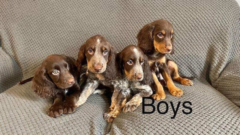 Cocker Spaniel Puppies Ready Now for sale in Norwich, Norfolk | Image 2