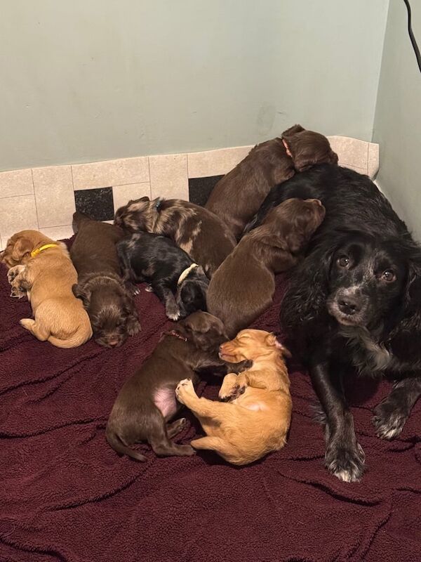 Cocker Spaniel puppies for sale in Salisbury, Wiltshire – 8 weeks old