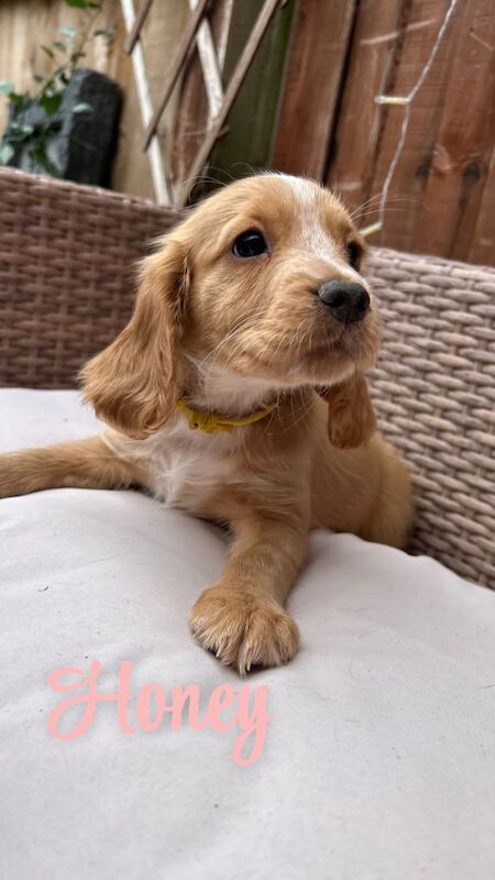 Cocker Spaniel puppies for sale in Salisbury, Wiltshire – 8 weeks old - Image 2 of 3