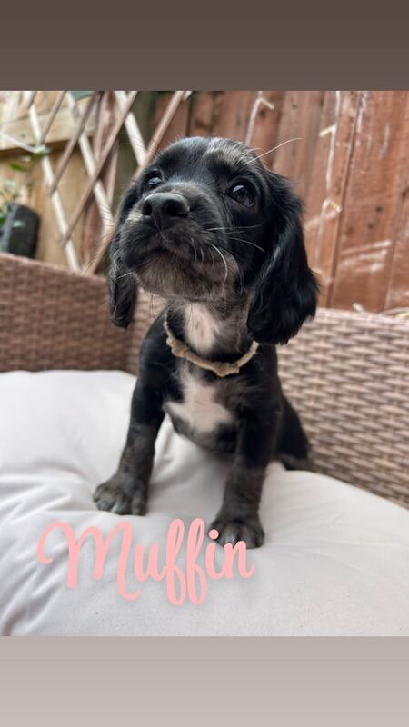 Cocker Spaniel puppies for sale in Salisbury, Wiltshire – 8 weeks old - Image 3 of 3