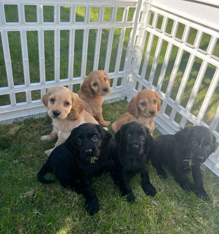 Cocker Spaniel Puppies Show Type for sale in Dungannon, County Tyrone