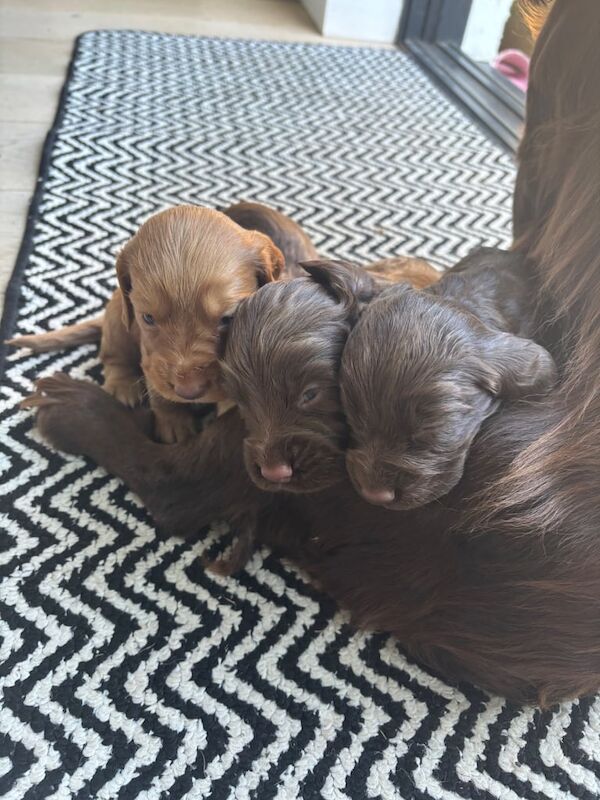 Cocker Spaniel puppies for sale in Cockermouth, Cumbria – 3 weeks old