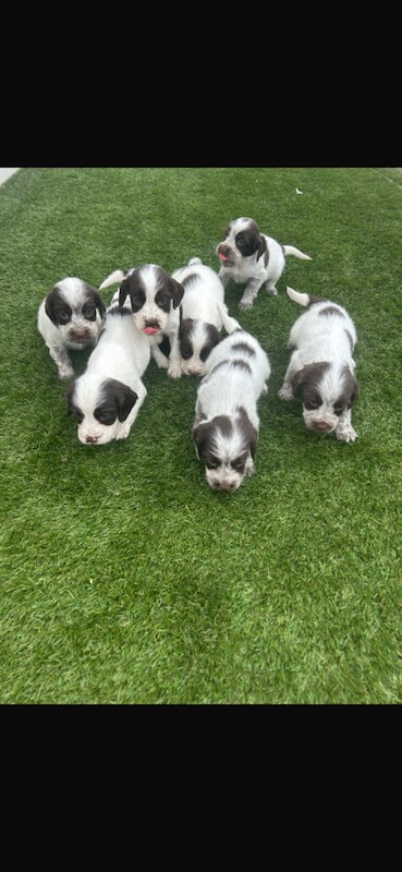 Cocker Spaniel puppies for sale in Carlisle, Cumbria – 6 months old - Image 2 of 4