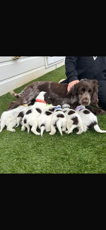 Cocker Spaniel puppies for sale in Carlisle, Cumbria – 6 months old - Image 3 of 4