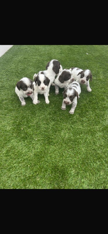 Cocker Spaniel puppies for sale in Carlisle, Cumbria – 6 months old - Image 4 of 4