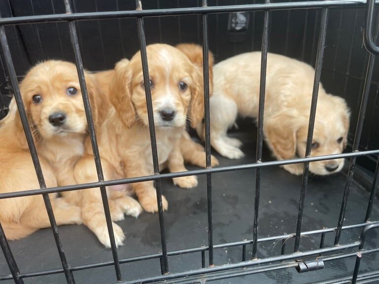Cocker Spaniel pupp’s - Image 3 of 3