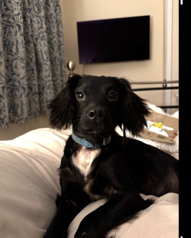 Cocker Spaniel puppy