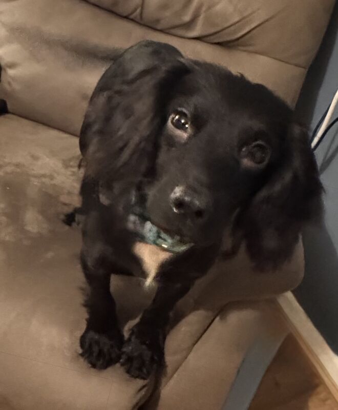 Cocker Spaniel puppy - Image 3 of 8
