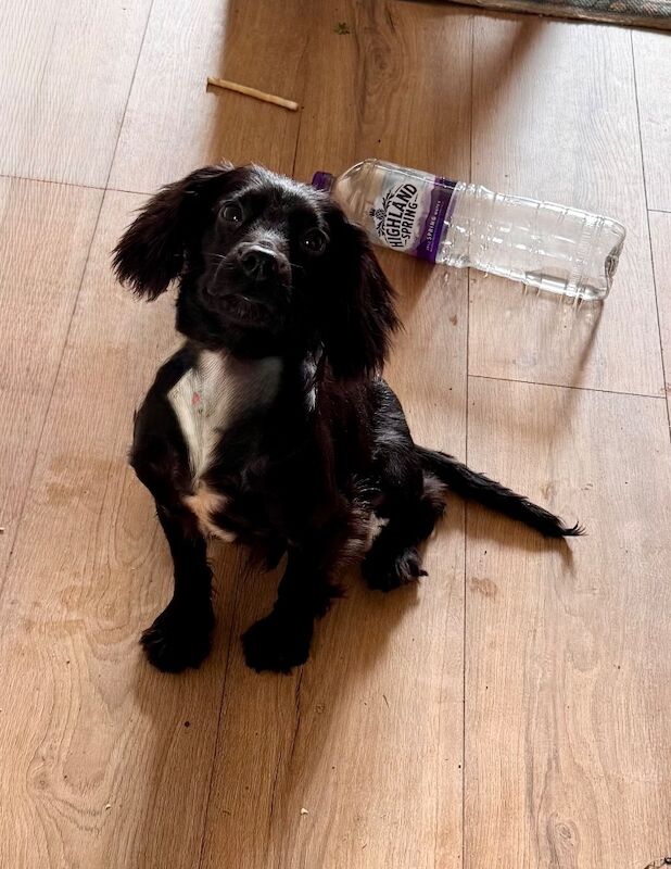 Cocker Spaniel puppy - Image 4 of 8