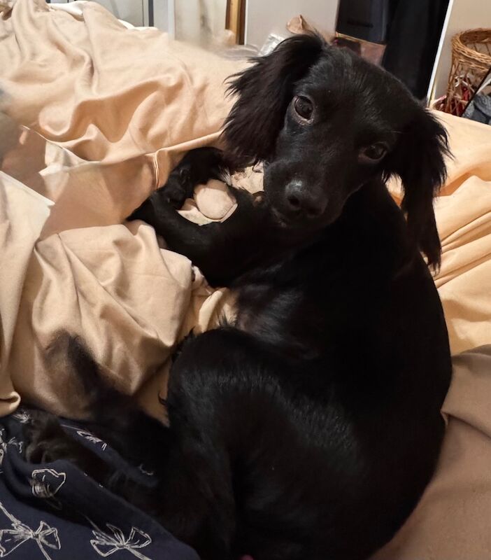 Cocker Spaniel puppy - Image 5 of 8