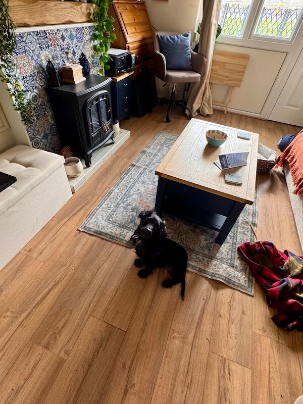 Cocker Spaniel puppy - Image 7 of 8