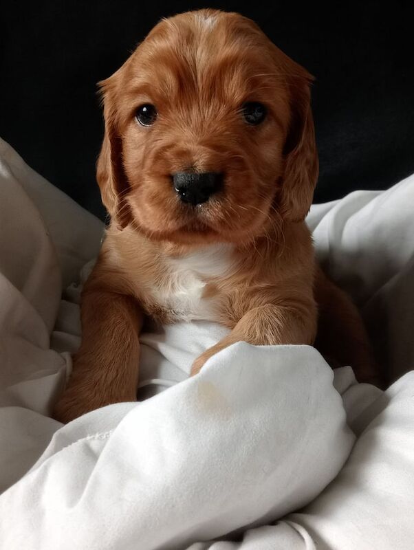 cocker spaniel puppy 1red girl left for sale in Chester Moor, Durham