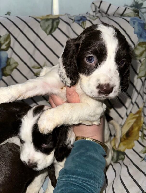 Cocker Spaniel puppies for sale in Great Yarmouth, Norfolk – 1 year old - Image 2 of 3