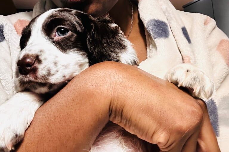 Cocker Spaniel puppies for sale in Great Yarmouth, Norfolk – 1 year old - Image 3 of 3