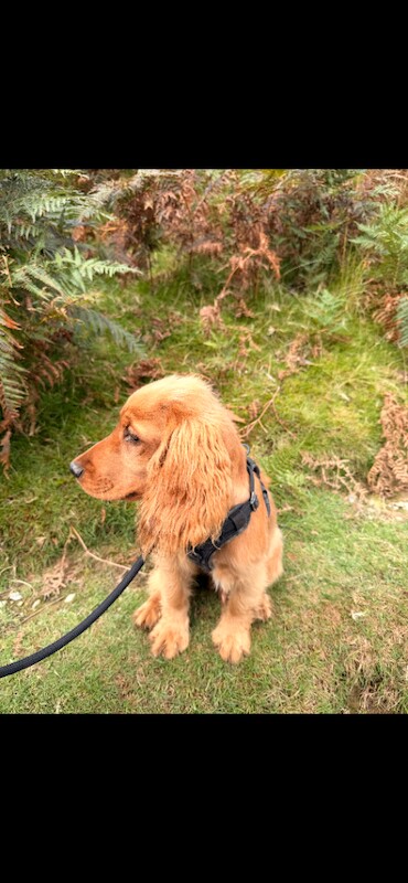 Cocker Spaniel Puppy, 5 Months Old, Crate Trained and Good with Kids