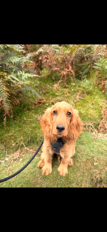 Cocker Spaniel Puppy, 5 Months Old, Crate Trained and Good with Kids - Image 2 of 4