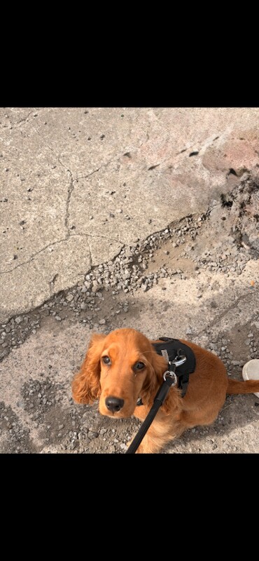 Cocker Spaniel Puppy, 5 Months Old, Crate Trained and Good with Kids - Image 3 of 4