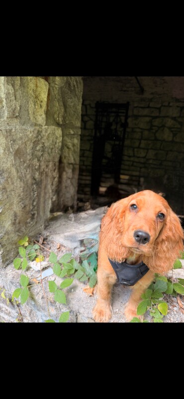 Cocker Spaniel Puppy, 5 Months Old, Crate Trained and Good with Kids - Image 4 of 4
