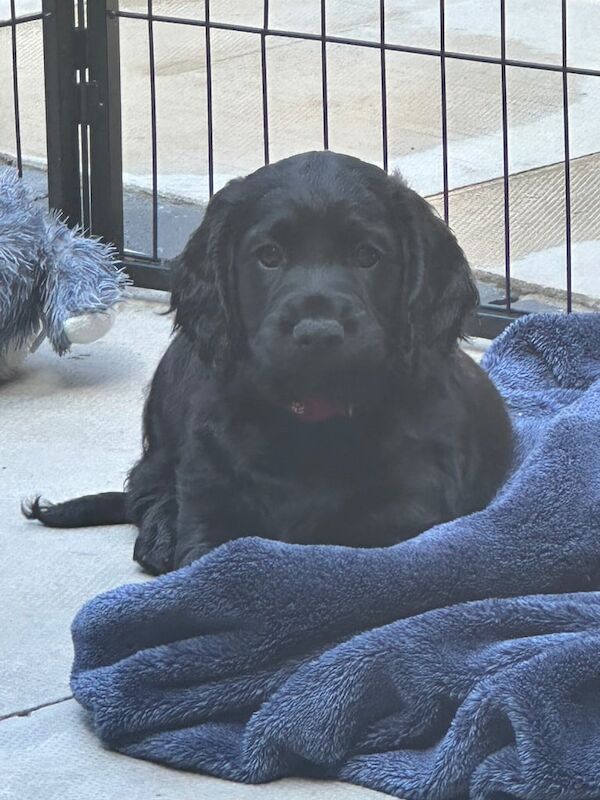 Cocker Spaniel Puppy for sale in Bootle, Merseyside