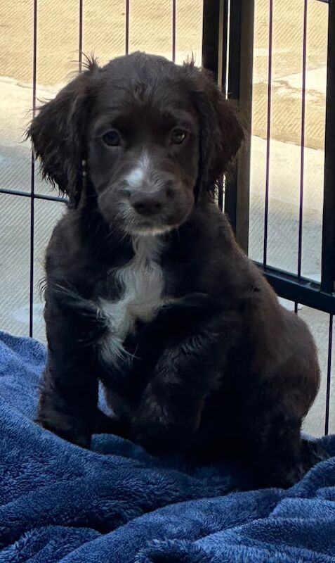 Cocker Spaniel puppies for sale in Bootle, Merseyside – KC registered, 9 months old - Image 2 of 3