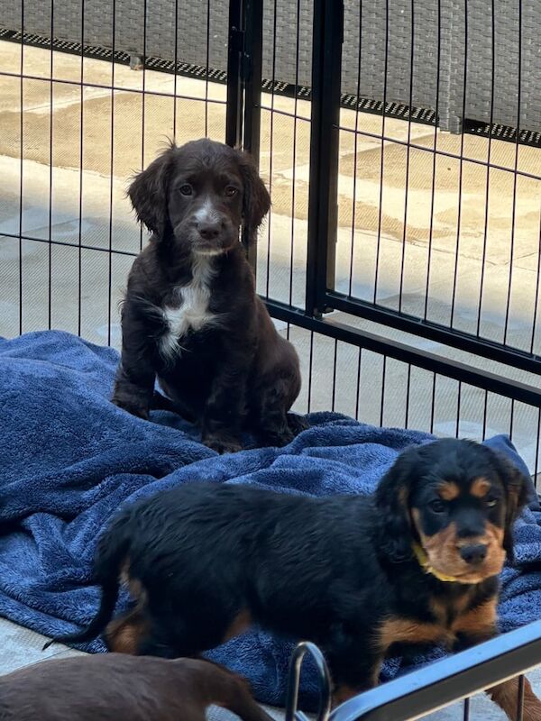 Cocker Spaniel puppies for sale in Bootle, Merseyside – KC registered, 9 months old - Image 3 of 3