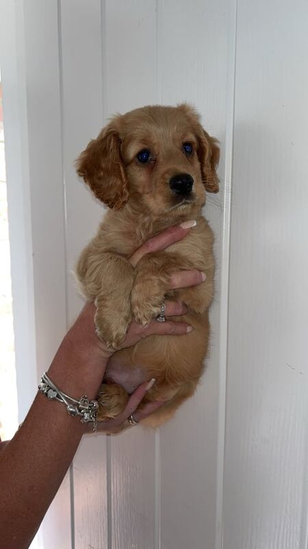 Cocker Spaniel puppies for sale in Darlington, Durham – 9 weeks old