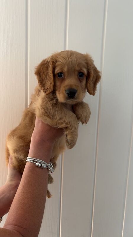 Cocker Spaniel puppies for sale in Darlington, Durham – 9 weeks old - Image 2 of 3