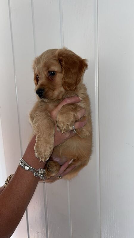 Cocker Spaniel puppies for sale in Darlington, Durham – 9 weeks old - Image 3 of 3