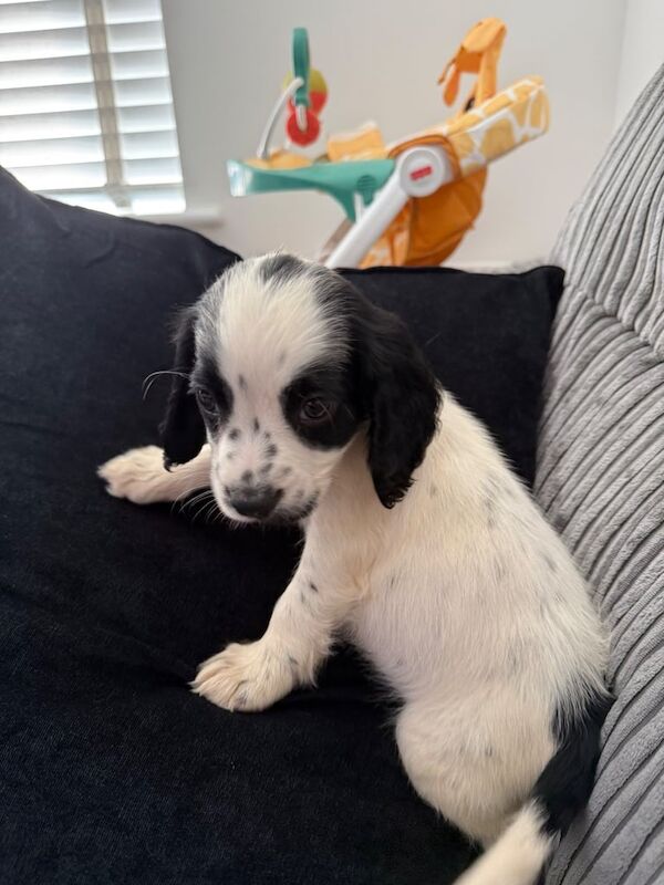 Cocker Spaniel puppies for sale in Rochester, Kent – 10 weeks old