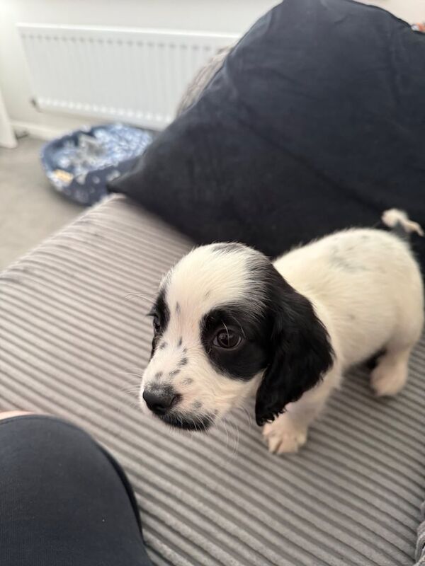 Cocker Spaniel puppies for sale in Rochester, Kent – 10 weeks old - Image 2 of 3