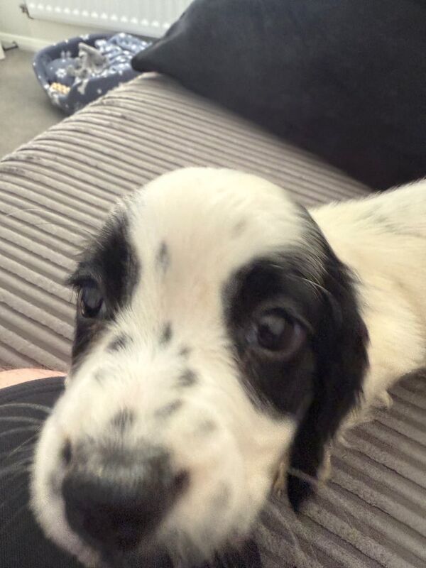 Cocker Spaniel puppies for sale in Rochester, Kent – 10 weeks old - Image 3 of 3