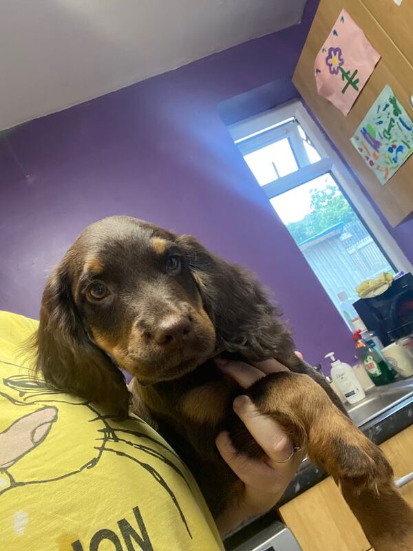 Cocker Spaniel puppies for sale in Seacroft, West Yorkshire – 10 weeks old
