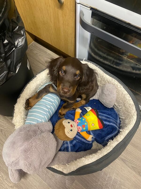 Cocker Spaniel puppies for sale in Seacroft, West Yorkshire – 3 months old - Image 2 of 3
