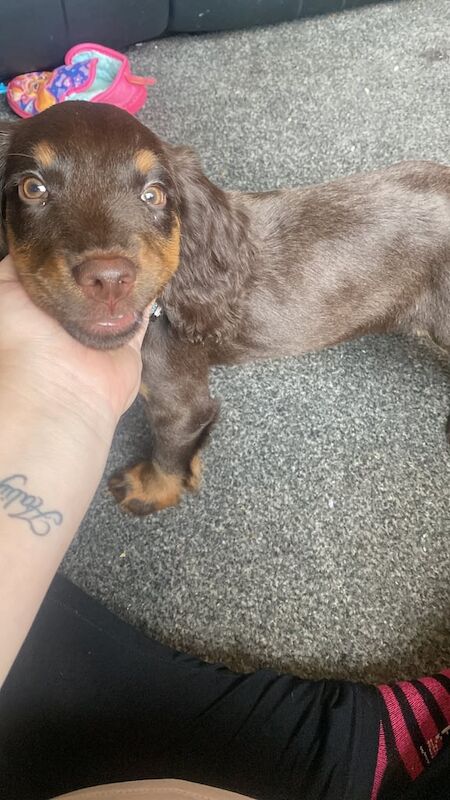 Cocker Spaniel puppies for sale in Seacroft, West Yorkshire – 3 months old - Image 3 of 3