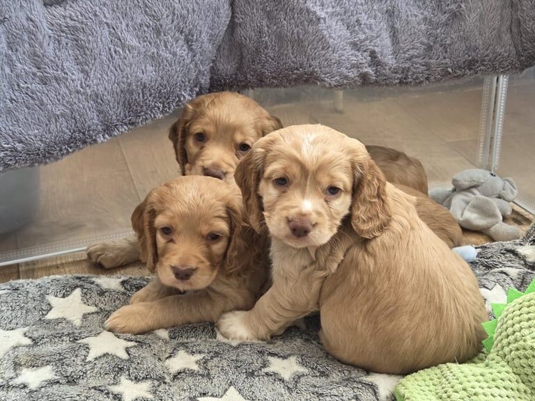 Cocker Spaniel puppies for sale in Halesworth, Suffolk – KC registered, 7 weeks old