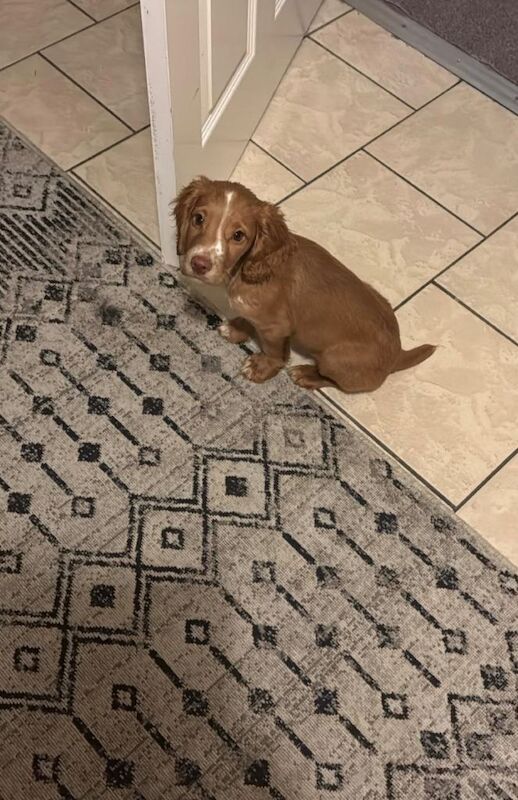 Cocker spaniel puppy - Image 2 of 4