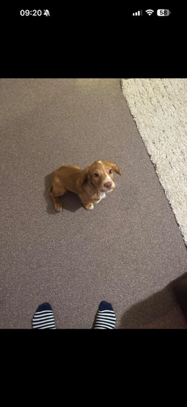 Cocker spaniel puppy - Image 3 of 4