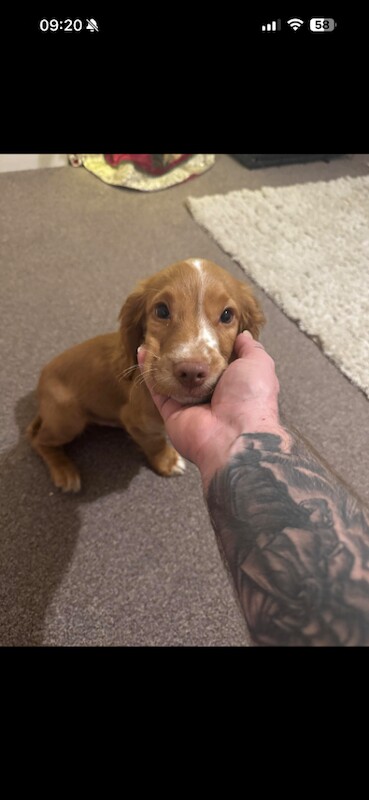 Cocker spaniel puppy - Image 4 of 4