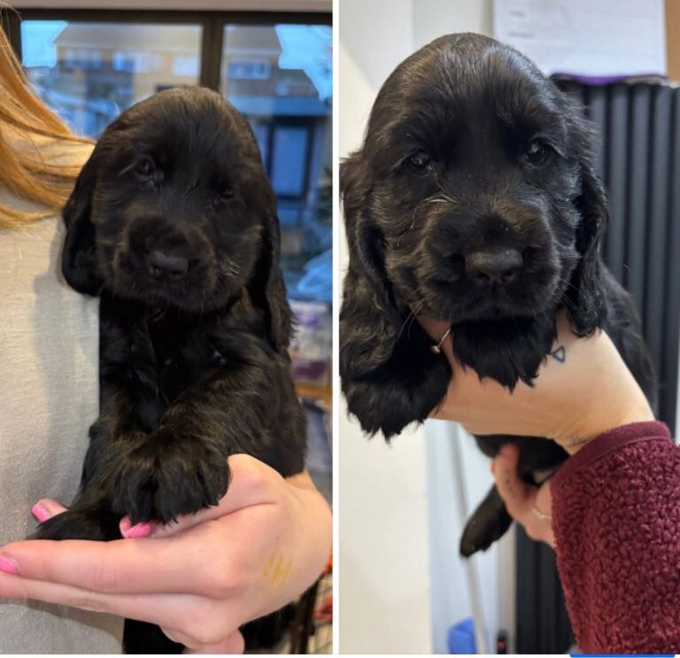 Cocker Spaniel puppies for sale in Burtonwood, Cheshire – 8 weeks old