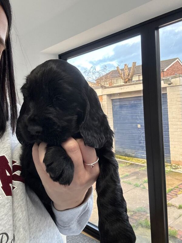 Cocker Spaniel puppies for sale in Burtonwood, Cheshire – 8 weeks old - Image 2 of 3