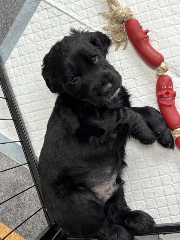 Cocker Spaniel puppies for sale in Burtonwood, Cheshire – 8 weeks old - Image 3 of 3